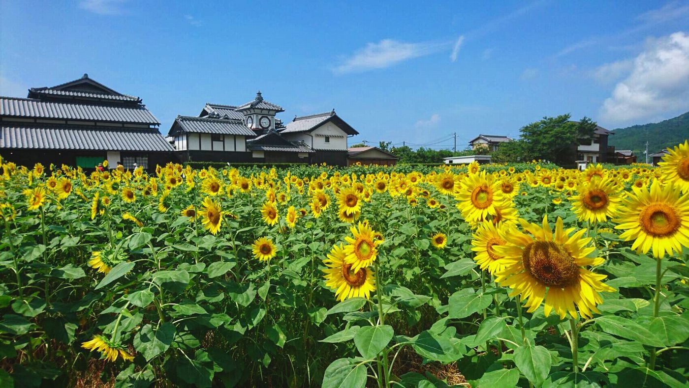 トップページ１｜ひがしこうち旅