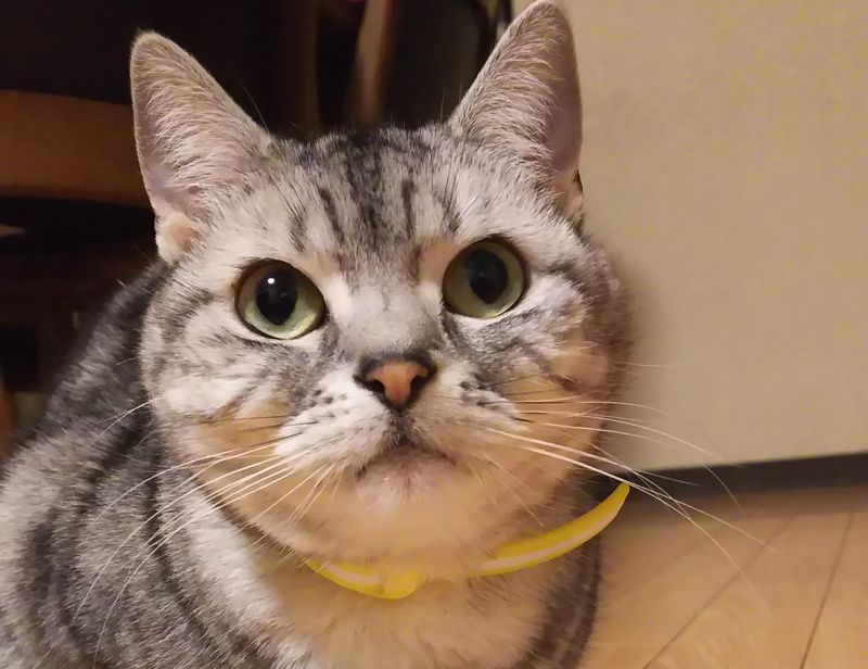 たまにはにゃんこTEST