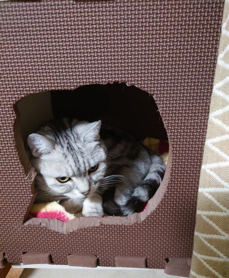  のぞきねこ