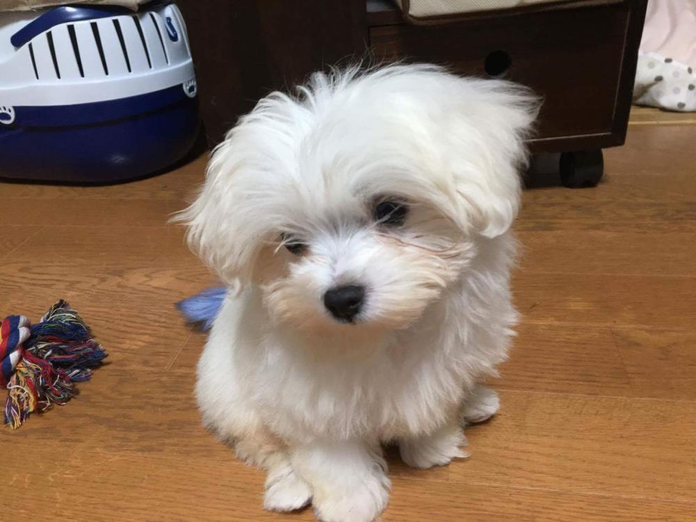 ワンちゃんと一緒に飲食